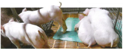 丁酸盐可有效缓解猪流行性腹泻