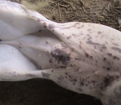 夏季猪皮肤上红色斑点发生的病案解析和防治方法
