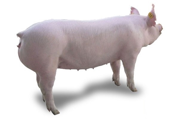吉博克母猪图片