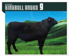 KINGBULL ANGUS 9  安格斯种牛  价格面议