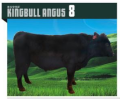 KINGBULL ANGUS 8  安格斯种牛  价格面议
