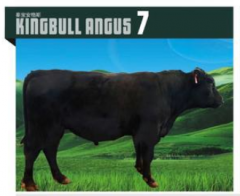 KINGBULL ANGUS 7  安格斯种牛  价格面议