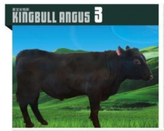 KINGBULL ANGUS 3  安格斯种牛  价格面议