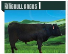 KINGBULL ANGUS 1  安格斯种牛  价格面议