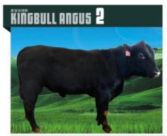 KINGBULL ANGUS 2 安格斯种牛 价格面议